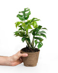 philodendron minima plant nz
