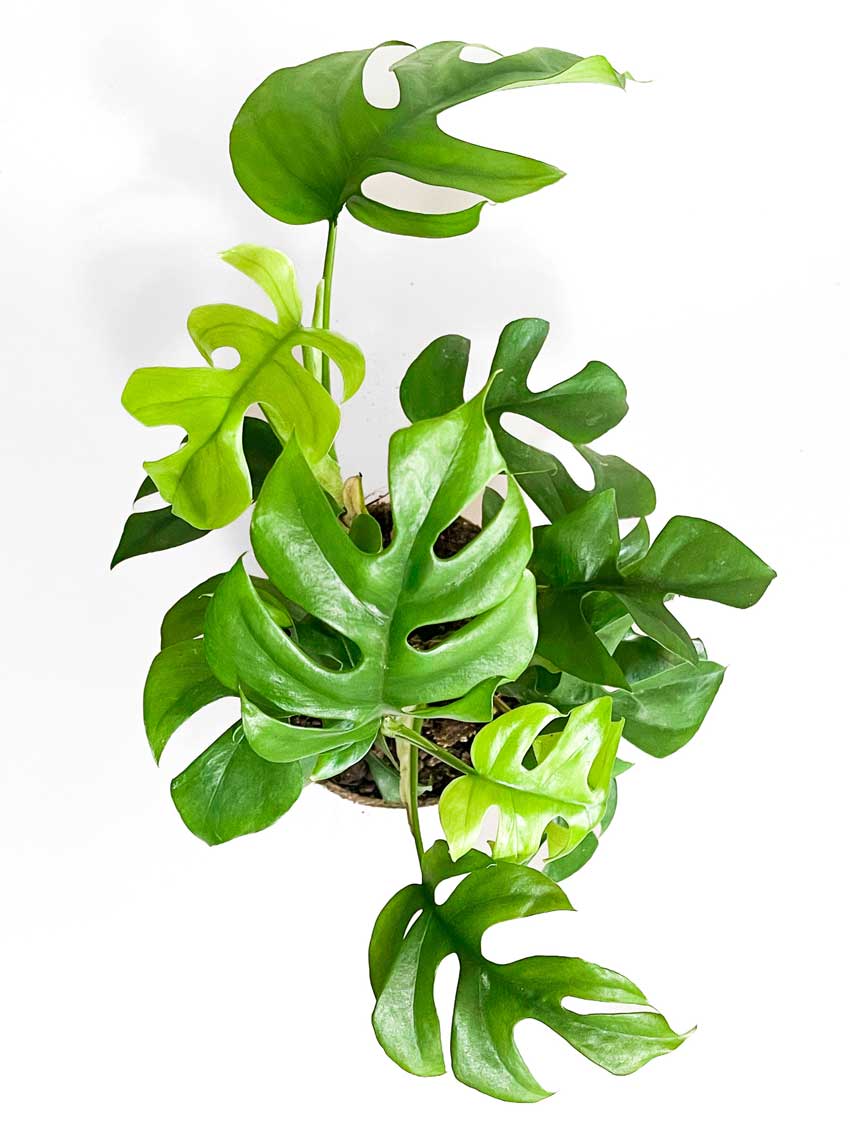 philodendron minima nz