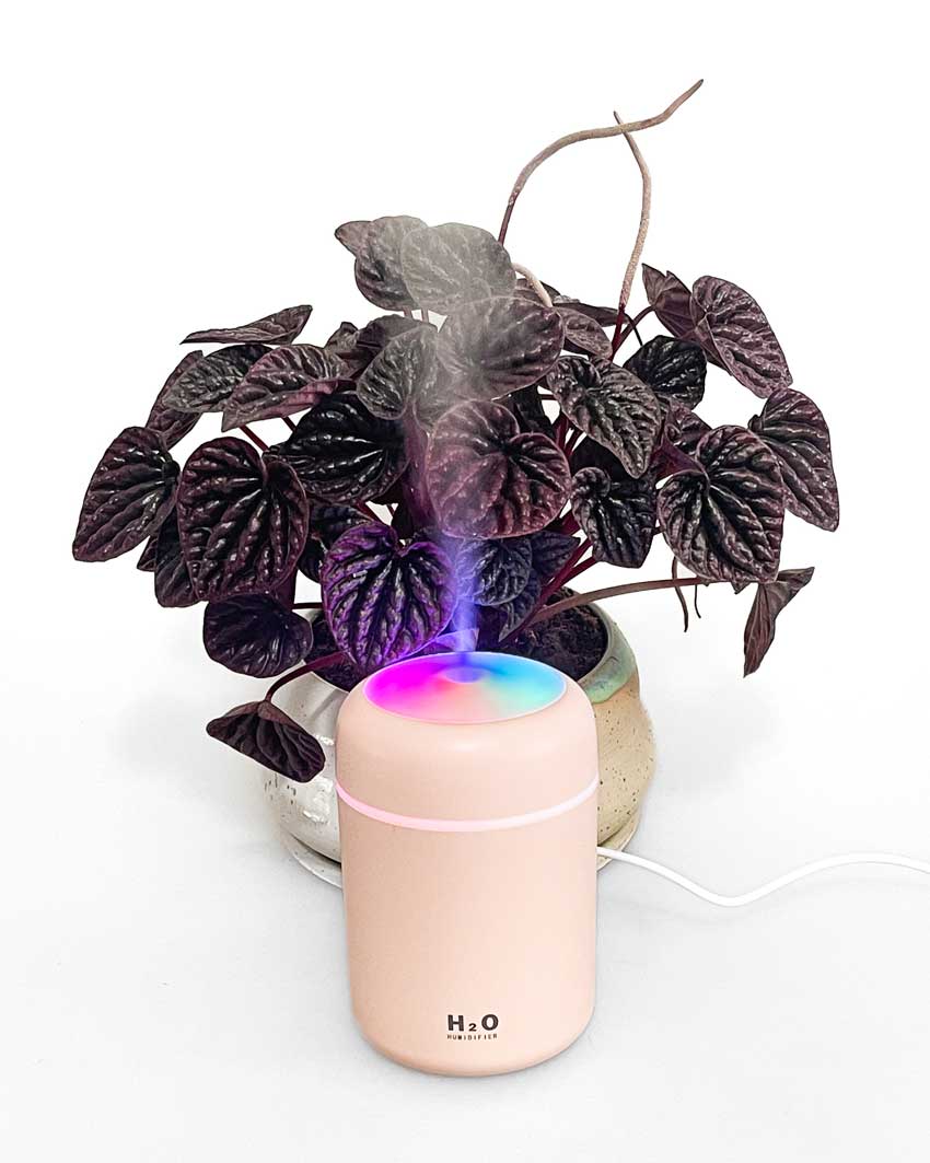 plant humidifier nz