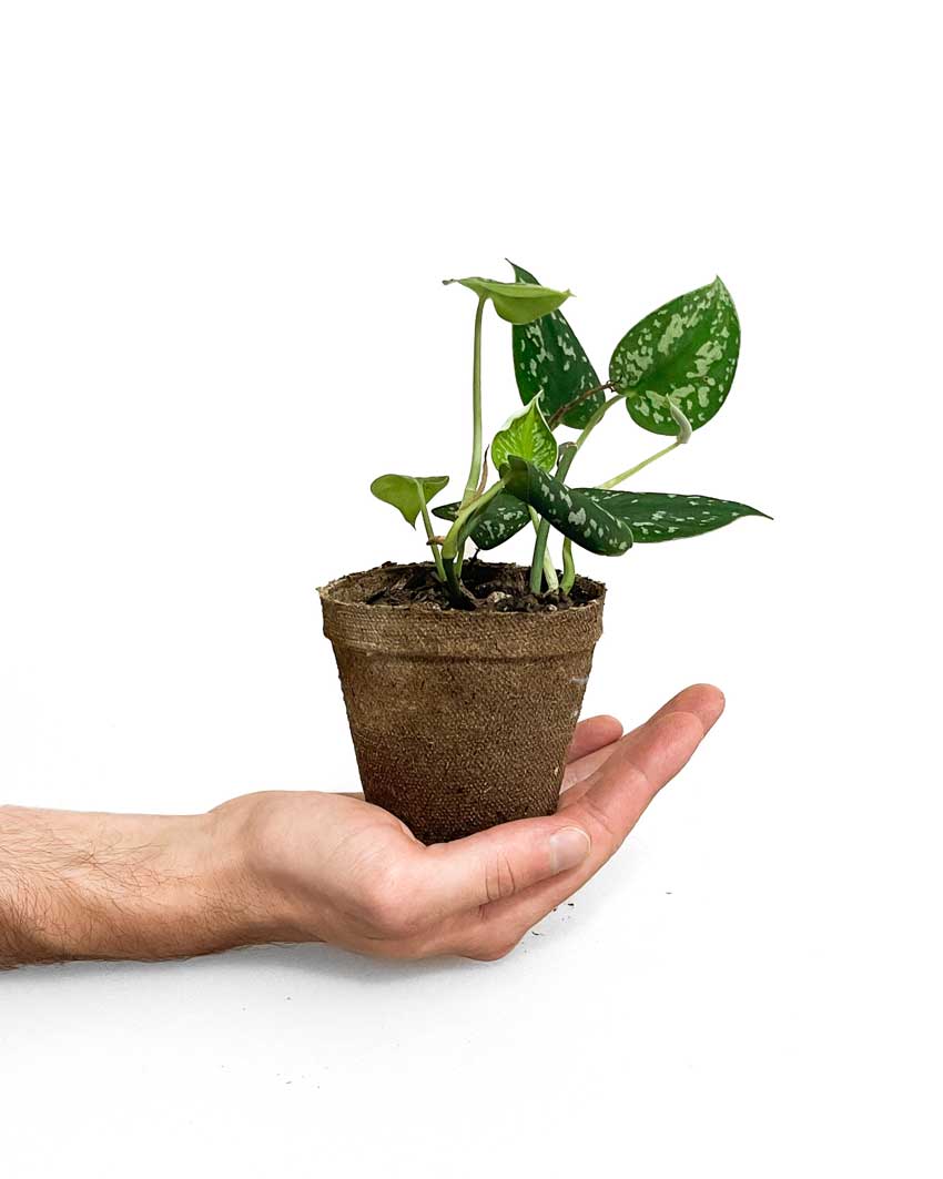 Satin Pothos NZ - Indoor Plant