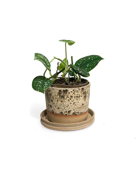 indoor plants - sating pothos