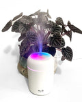 White Plant Humidifier